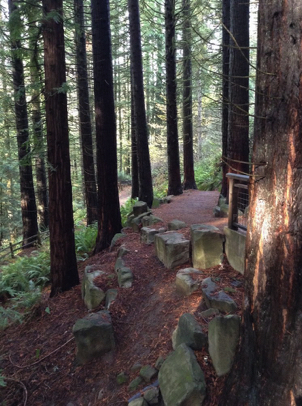 Redwood Trail approaching the Redwood platform